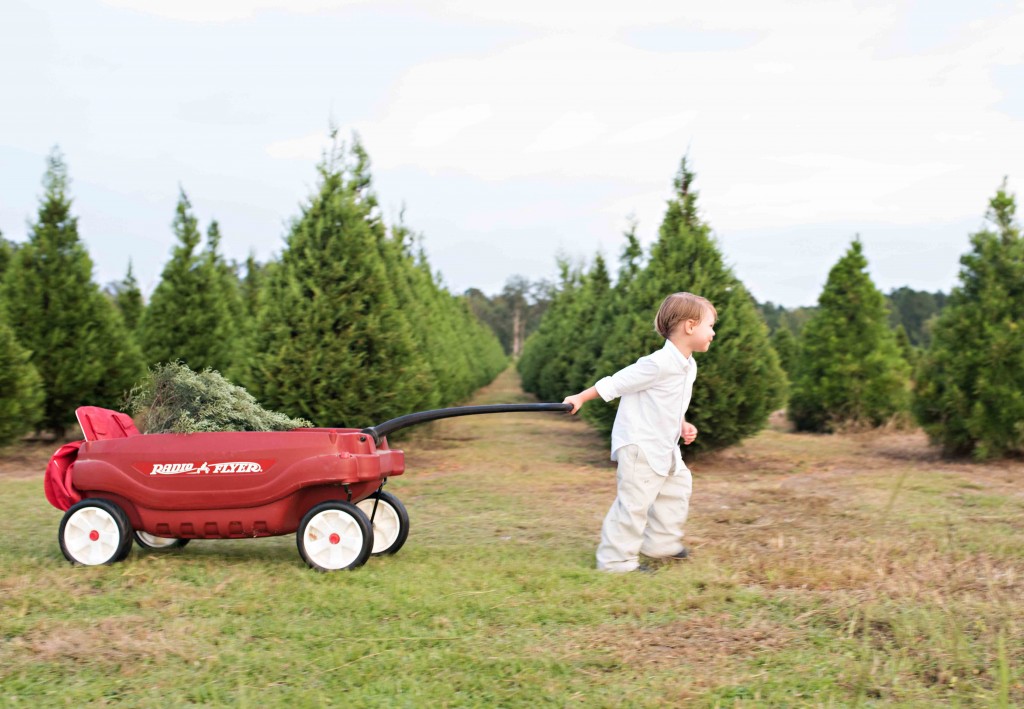 Christmas Tree Farm