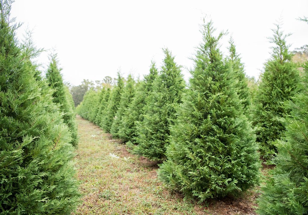 jcrew Christmas Tree Farm
