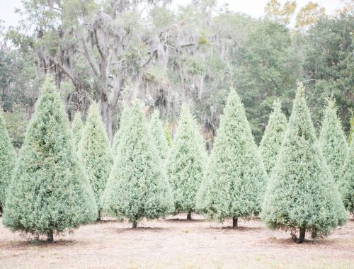 jcrew Christmas Tree Farm