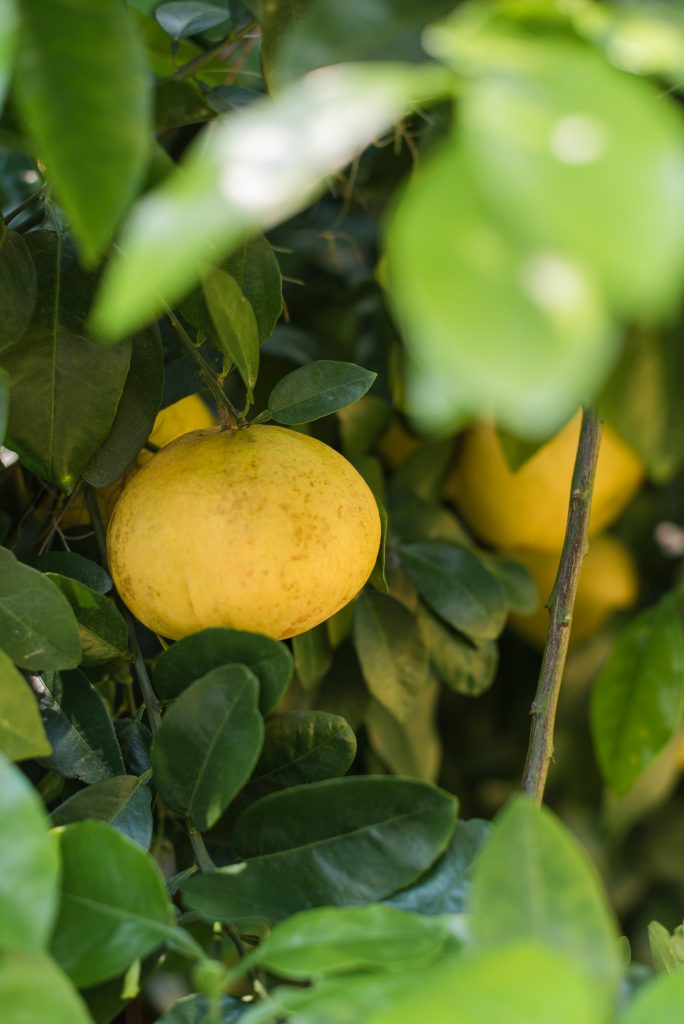 Grapefruit Stovetop Potpourri