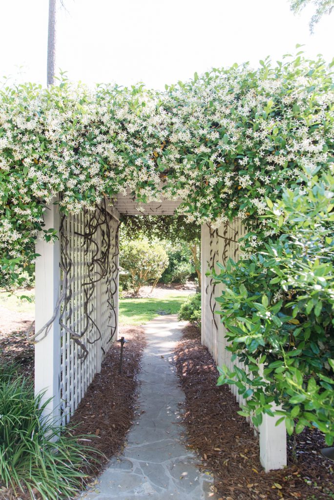 Home Patio Jasmine 