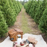 Christmas Tree Farm