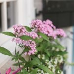 Window Box Inspiration